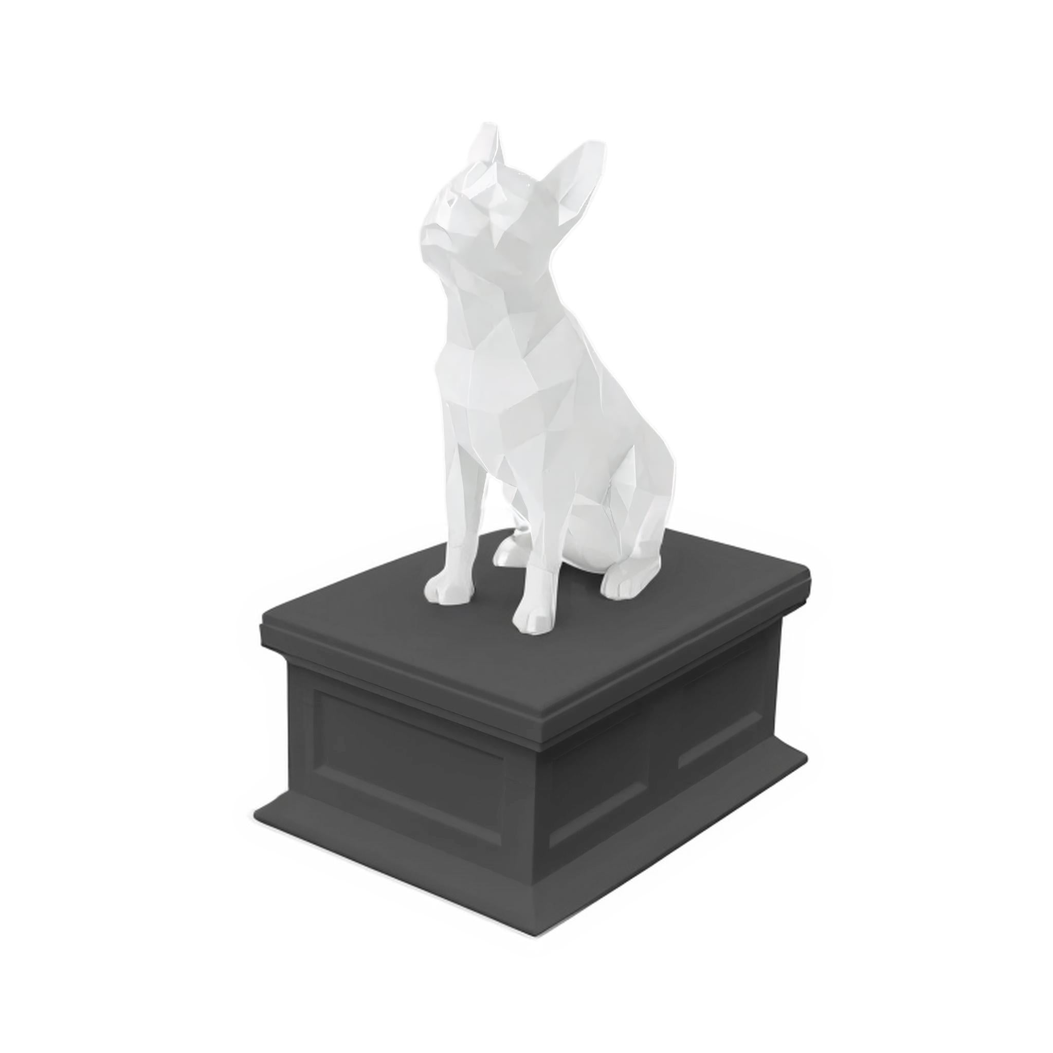 Boston Terrier