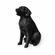 black Golden Retriever Pet Urn