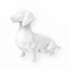 Dachshund