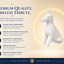 White Mini-Doberman Custom Pet Urn