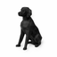 Black Brittany Spaniel Pet Urn