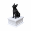 Boston Terrier