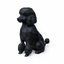 Poodle