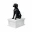 Brittany Spaniel