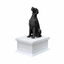 English Setter