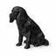 Black Cavalier King Charles Spaniel Pet Urn