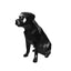 Rottweiler Capsule Pet Urn