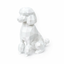 Poodle